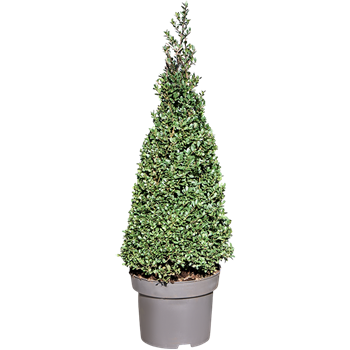 Ilex crenata Dark Green F00005453