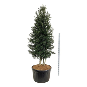 Ilex x aquipernyi 'Dragon Lady' F00006921