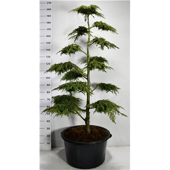Juniperus communis 'Green Carpet' F00006516