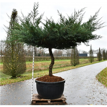 Juniperus pfitzeriana 'Hetzii' F00006576