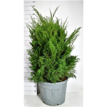 Juniperus pfitzeriana 'Mint Julep' F00006663
