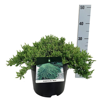Juniperus procumbens 'Nana' F00006857