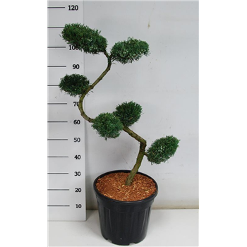 Juniperus virginiana 'Grey Owl' F00005901