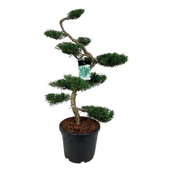 Juniperus virginiana 'Grey Owl' F00004330