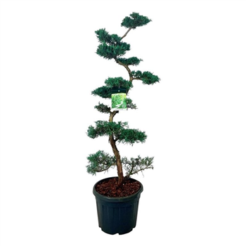 Juniperus virginiana 'Grey Owl' F00004337