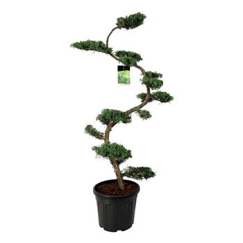 Juniperus virginiana 'Grey Owl' F00004340