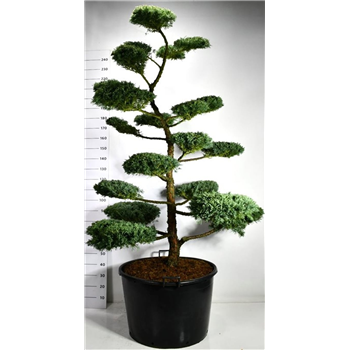 Juniperus x pfitzeriana 'Hetzii' F00006514
