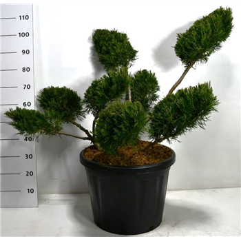 Juniperus x pfitzeriana 'Mint Julep' F00005992