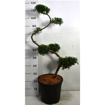 Juniperus x pfitzeriana 'Mint Julep' F00007982
