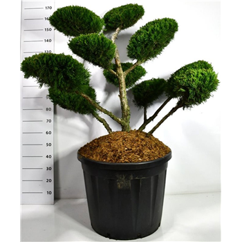Juniperus x pfitzeriana 'Mint Julep' F00006502