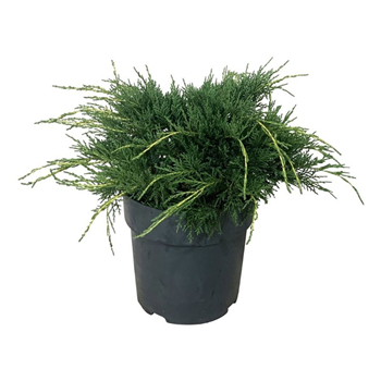 Juniperus x pfitzeriana 'Pfitzeriana Aurea' F00006852
