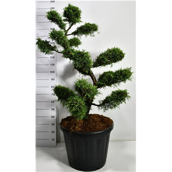 Juniperus x pfitzeriana 'Pfitzeriana Aurea' F00006555