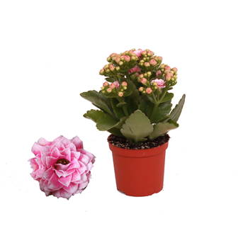Kalanhoja 'Rosalina Don Alano' F00001143