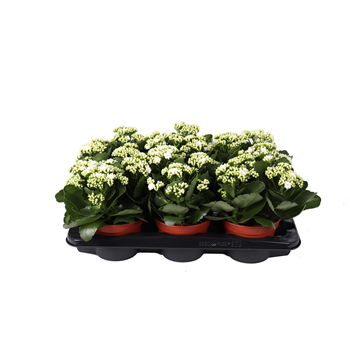 Kalanhoja 'Rosalina Don Dione' F00000361