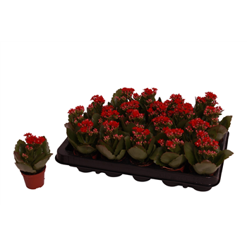 Kalanhoja 'Rosalina Don Justino' F00001195