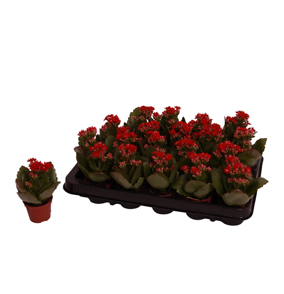 Kalanhoja 'Rosalina Don Justino' F00001195