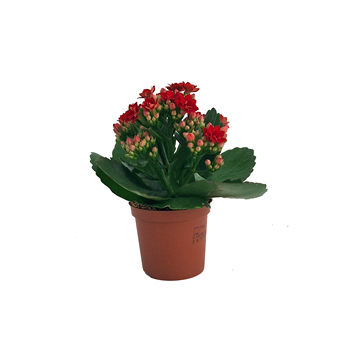 Kalanhoja 'Rosalina Don Justino' F00001142