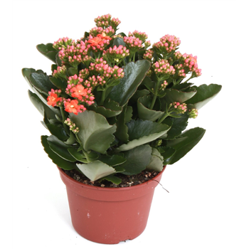 Kalanhoja 'Rosalina Don Pedro' F00001145