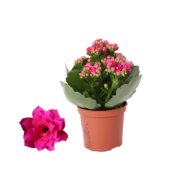 Kalanhoja 'Rosalina Don Victorio' F00000439