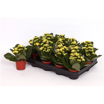 Kalanhoja Rosalina Don Amarillo F00002841