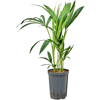 Kentia (Palma Hovea) forsteriana 1KEFO3T10