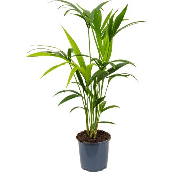 Kentia (Palma Hovea) forsteriana 4HOFOTU03