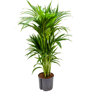 Kentia (Palma Hovea) forsteriana 1KEFO6T08