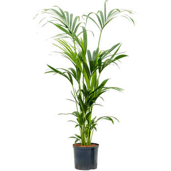 Kentia (Palma Hovea) forsteriana 1KEFO6T10