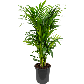 Kentia (Palma Hovea) forsteriana 4HOFOTU28