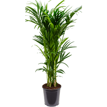Kentia (Palma Hovea) forsteriana 4HOFOTU30