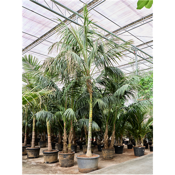 Kentia (Palma Hovea) forsteriana 4HOFORS80
