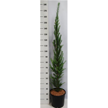 Larix kaempferi 'Jakobsens Pyramid' F00005970