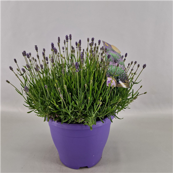 Lavandula angustifolia 'Essence Purple' F00004580