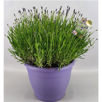Lavandula angustifolia 'Essence Purple' F00004581