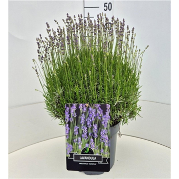 Lavandula angustifolia 'Munstead' F00008229