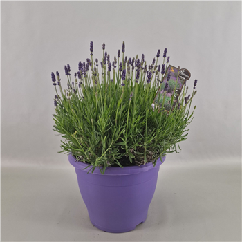 Lavandula angustifolia Hidcote F00004836