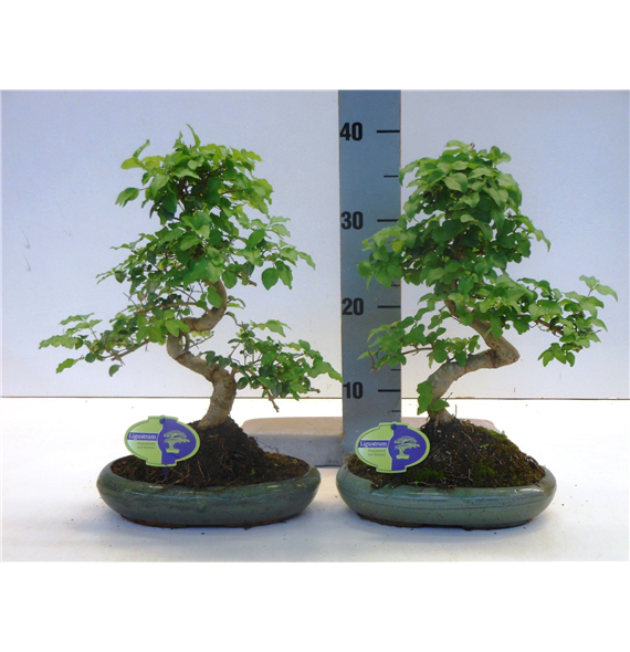 Ligustrum sinense F00007713