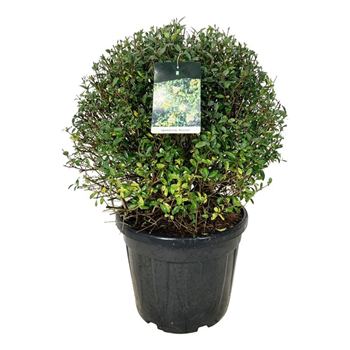Ligustrum vulgare 'Atrovirens' F00007357