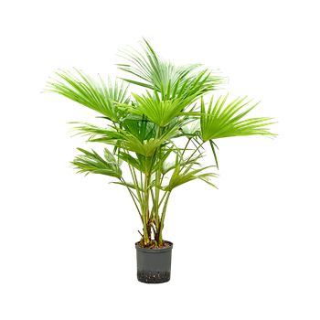 Livistona chinensis 1LICHMS22