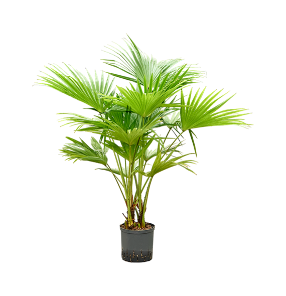 Livistona chinensis 1LICHMS22