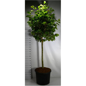 Magnolia denudata 'Yulan' F00006428
