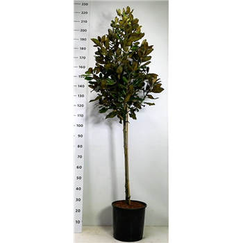 Magnolia grandiflora F00006661