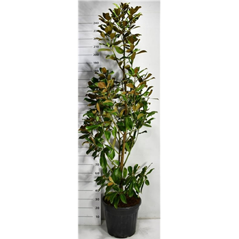 Magnolia grandiflora 'Goliath' F00006246