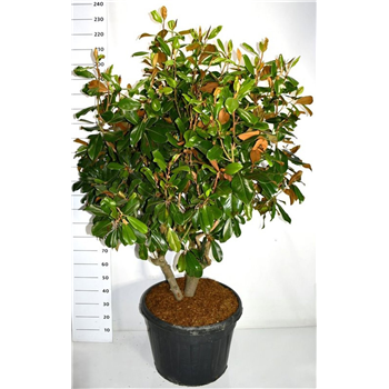 Magnolia grandiflora 'Goliath' F00006429
