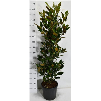 Magnolia grandiflora 'Little Gem' F00006247