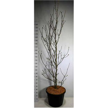 Magnolia loebneri 'Genie' F00006198