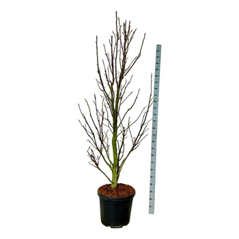 Magnolia loebneri 'Sentinel' F00007324