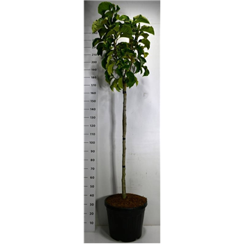 Magnolia loebneri 'Sunsation' F00007785
