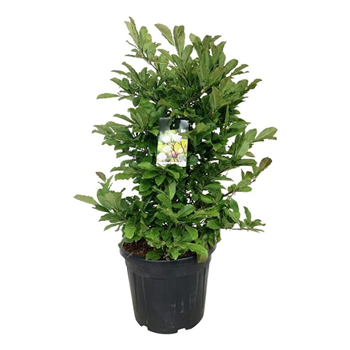 Magnolia loebneri 'Wildcat' F00006711
