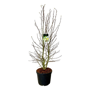 Magnolia loebneri 'Wildcat' F00006934